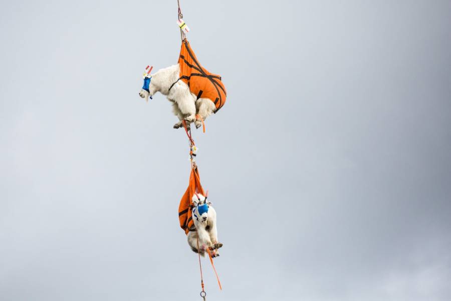 Mountain Goats Flying
