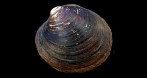 Ocean Quahog