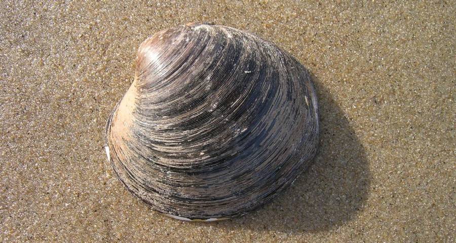 pictures of clams in the ocean