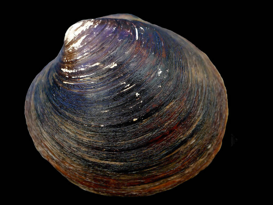 Ocean Quahog