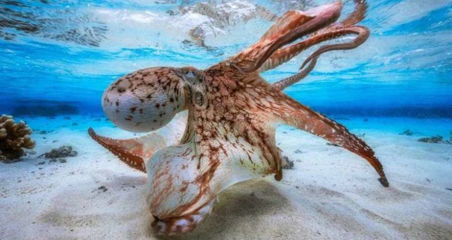 Octopus