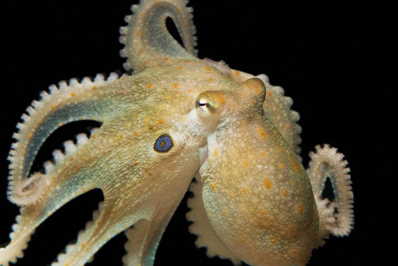 Octopus Mdma