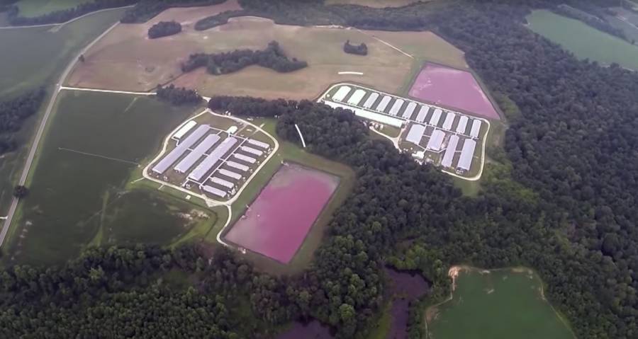Pig Waste Lagoons Aerial