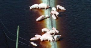 Pigs Manure Hurricane Floyd