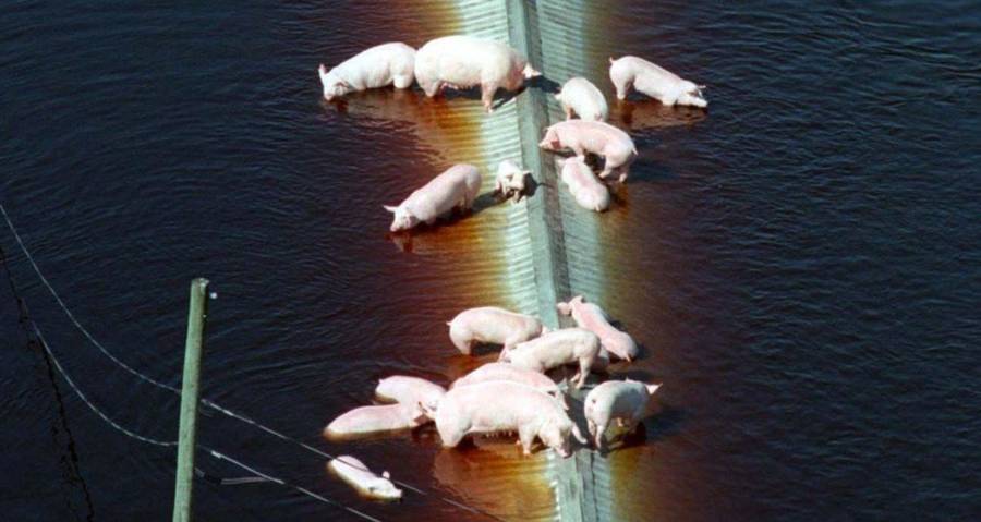 Pigs Manure Hurricane Floyd