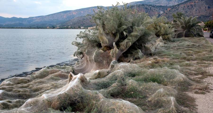 Giant spiders' web covers Greek beach, Greece