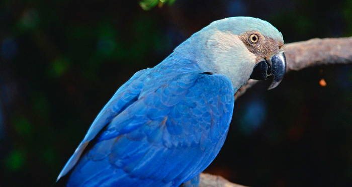 Spix S Macaw Bird That Inspired Rio Is Now Extinct In The Wild