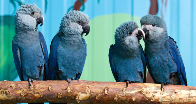 Spixs Macaw Group