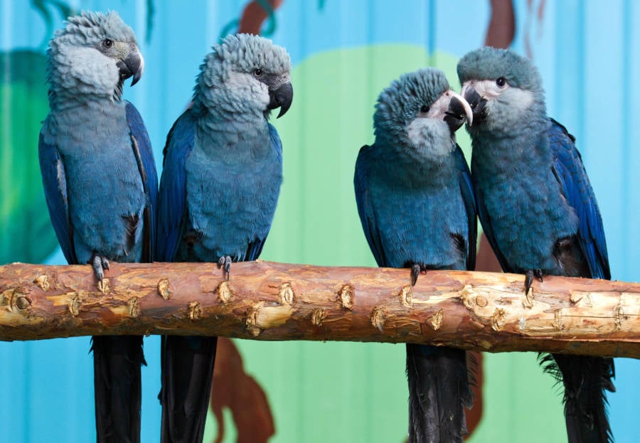 Spix's Macaw Group