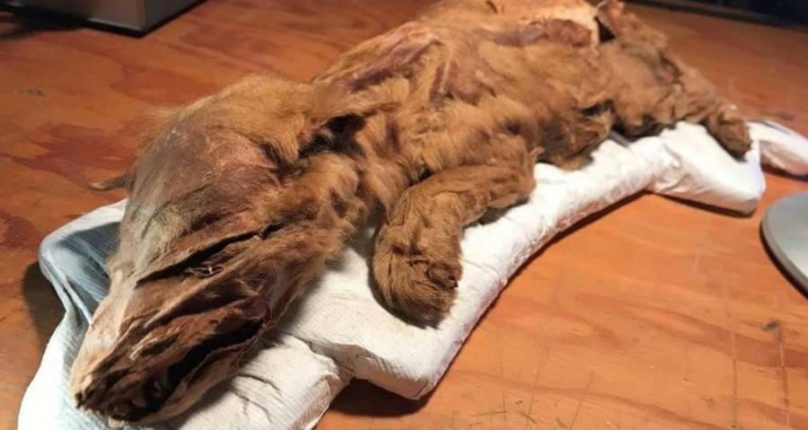 Mummified Ice Age Wolf Pup And Caribou With Fur Intact Discovered In The Canadian Permafrost