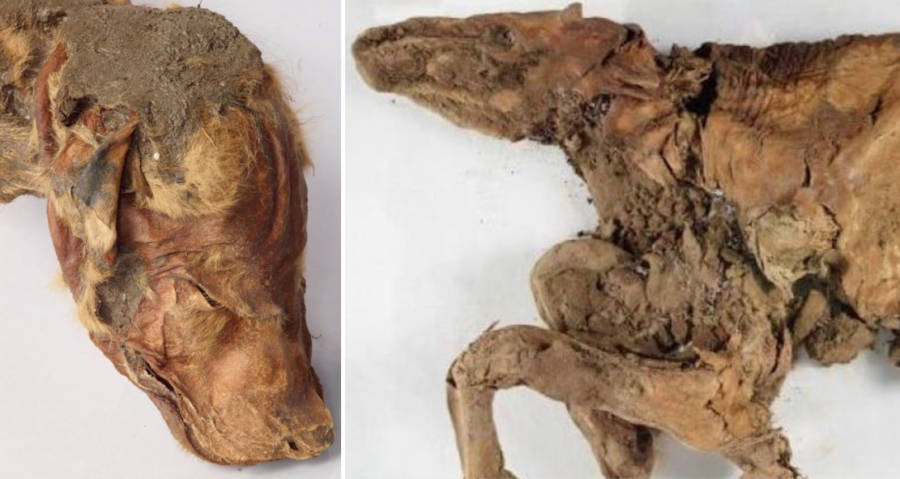 Mummified Ice Age Mammals Found Well-Preserved In Permafrost