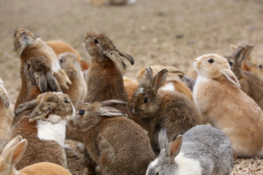 Groep konijnen op konijneneiland