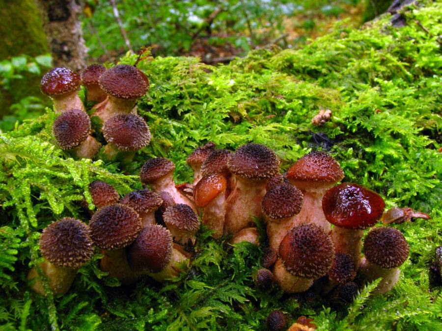 Armillaria Gallica Mushroom