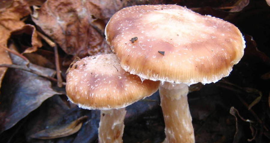 Humungous Fungus Uncovered Weighing 440 Tons And Covering 90 Acres