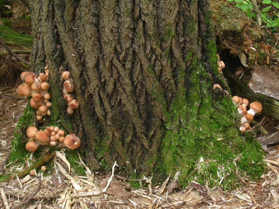 Armillaria Gallica On A Tree