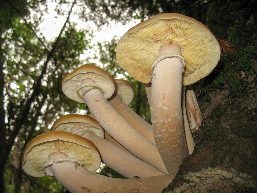 Armillaria Ostoyae