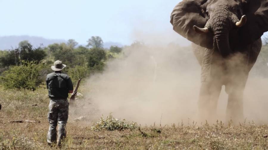 Poachers Under Attack: 15 Times Animals Got Their Revenge