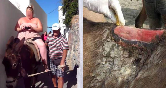 Greek Donkeys Are Now Legally Barred From Carrying Overweight Tourists