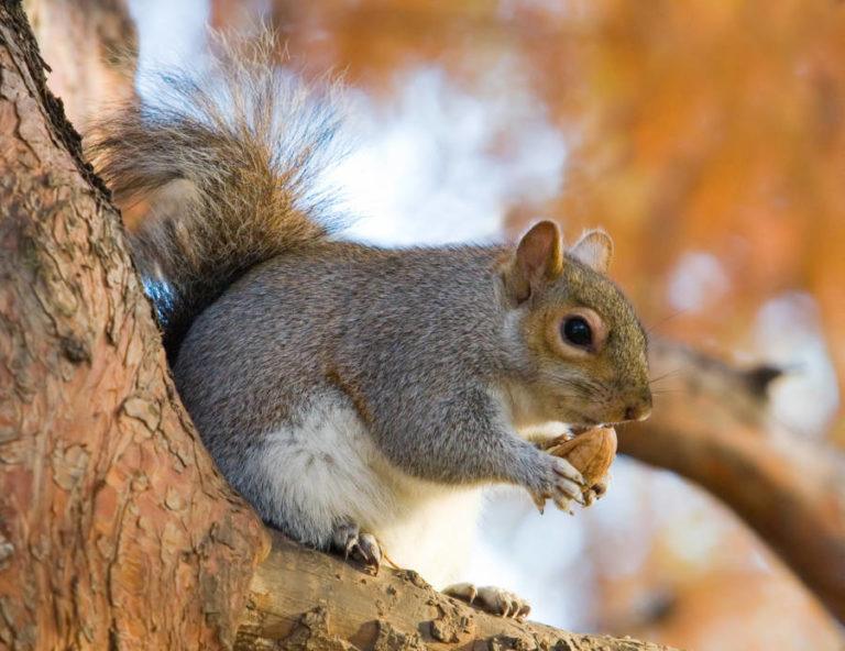 Eating Squirrel Brains May Have Given This Man Mad-Cow-Like Disease