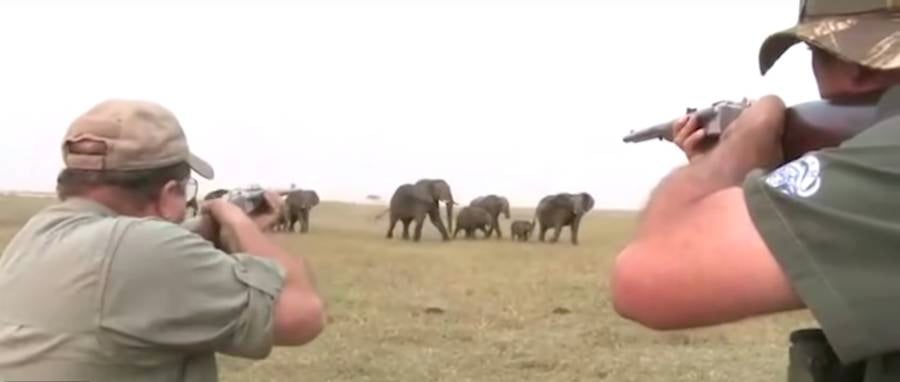Hunters Aim At Elephants