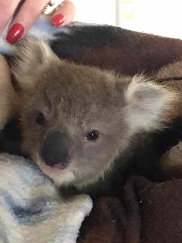 Koala Closeup