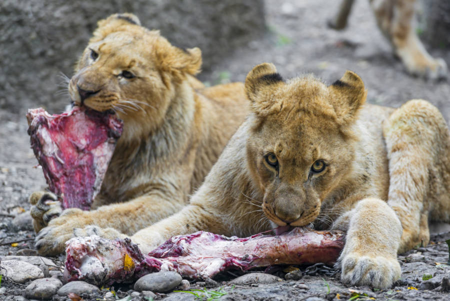 Lions Eating Meat