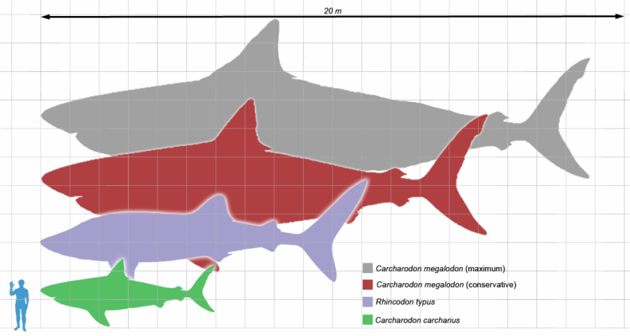 Mégalodon Échelle Requins Humains