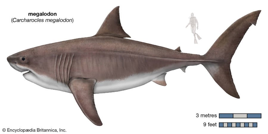 Taille du Megalodon