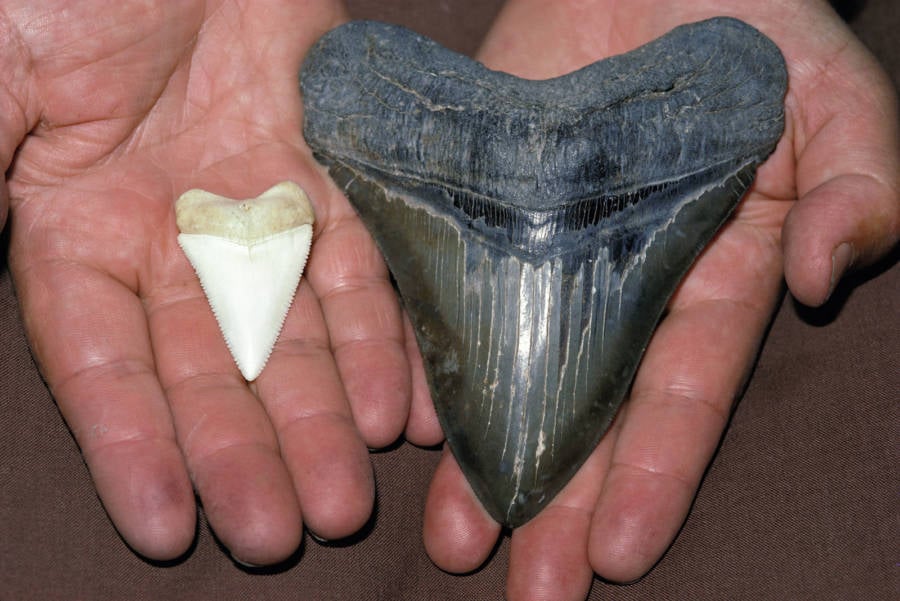 Megalodon Tooth Vs. Great White