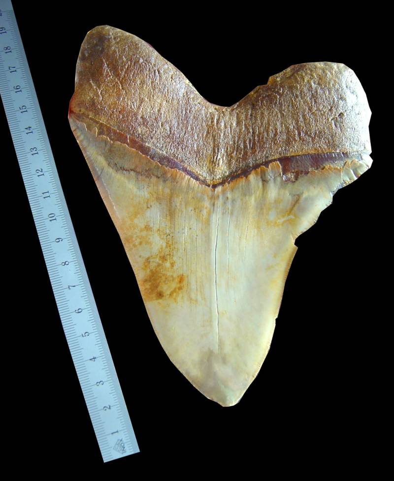Megalodon Tooth Size