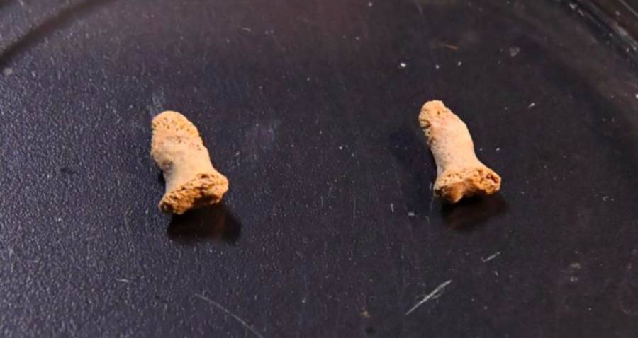 Neanderthal Finger Bones