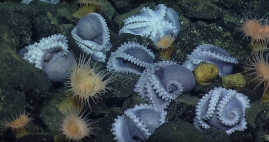 Octopuses Brooding California