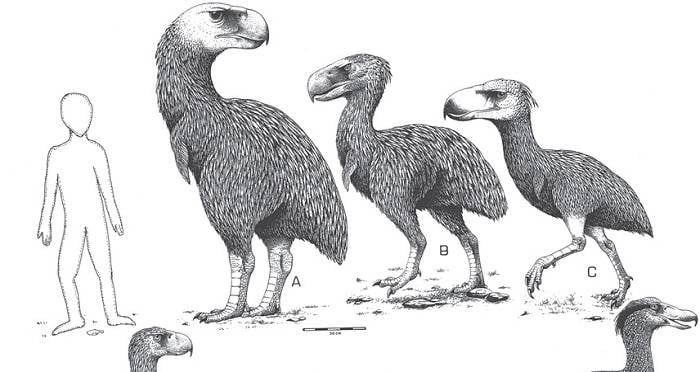 115‚000-Year-Old Bones Found In Poland Reveal Neanderthal Child Was Eaten By Gigantic Prehistoric Bird