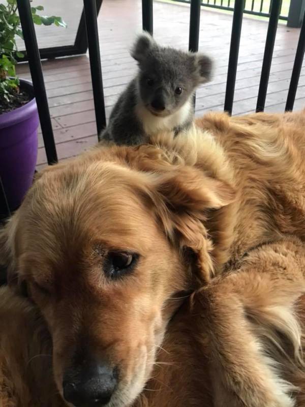 Golden Retriever Rescues Baby Koala