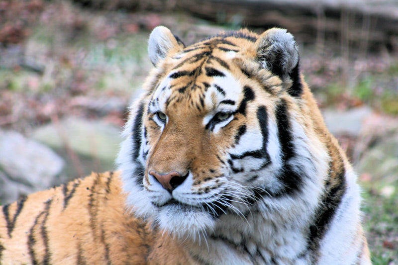 Royal Bengal Tiger