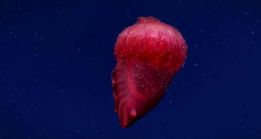 Sea Cucumber Swimming
