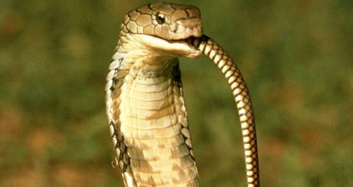 Cobra Cannibalism Happens Regularly, New Study Reveals [VIDEO]