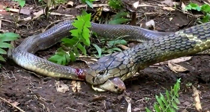 Cobra Cannibalism Happens Regularly, New Study Reveals [VIDEO]