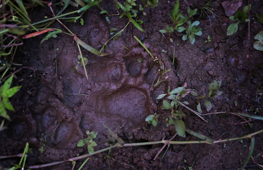 Tiger Footprint