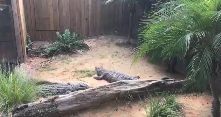 Florida Crocodile Enclosure