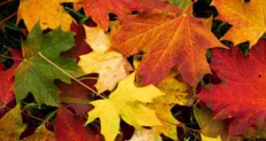 Green Yellow Orange Brilliant Leaves