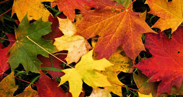 Why Do Leaves Change Color? Here's The Scientific Explanaition
