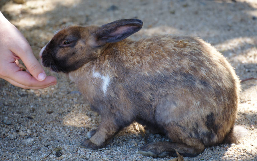 Un touriste nourrit un lapin