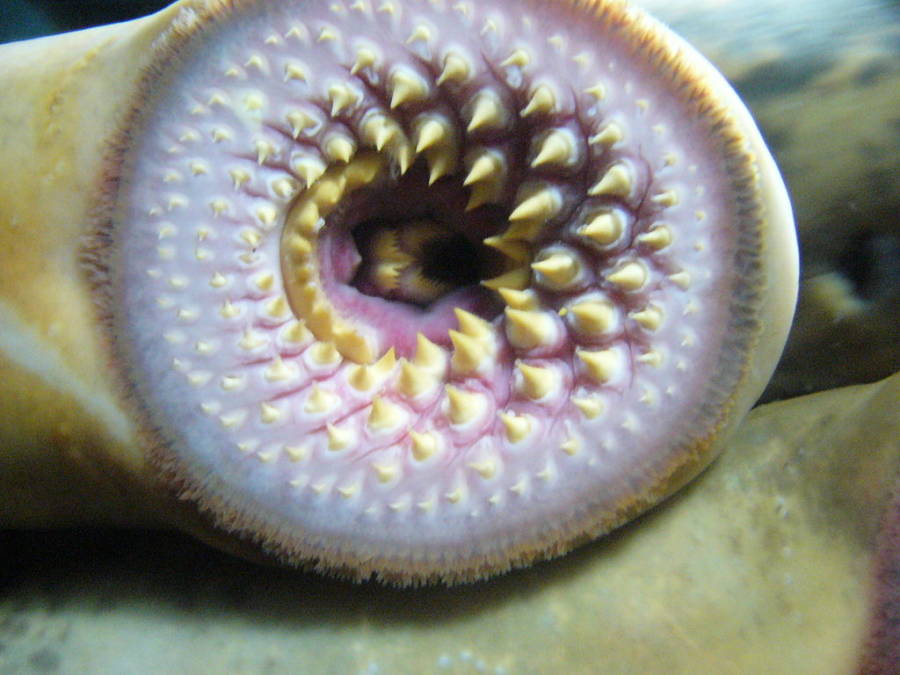 Lamprey Was A Delicacy Among Meval, Are Lamprey Eels Good To Eat