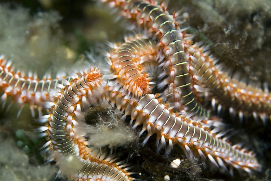 Marine Bristle Worms