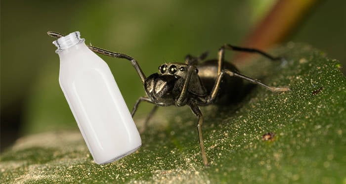 Milk Jug Jumping Spider