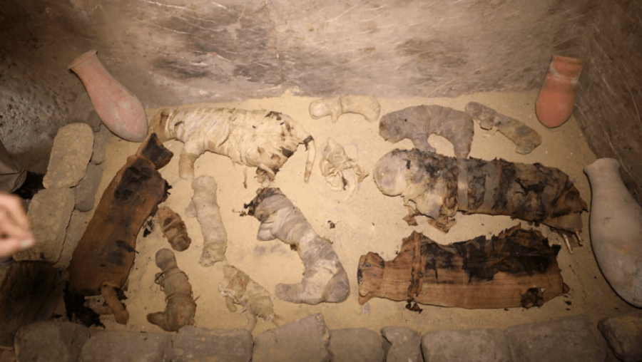 Mummified Cats