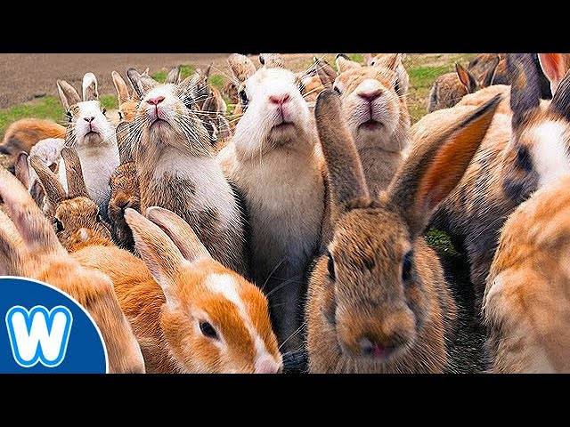 Okunoshima Aka Rabbit Island May Actually Be In Peril - 