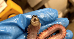 Smiling Worm 3