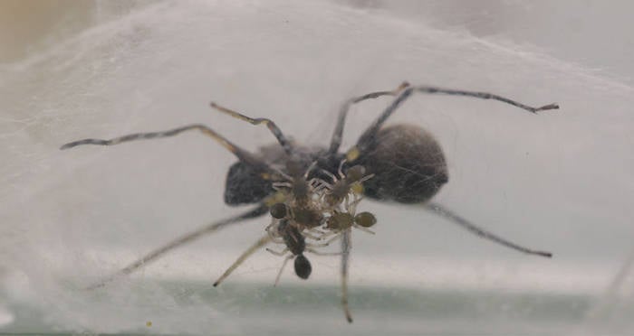 Jumping Spiders Nurse Offspring Nearly to Adulthood  American Association  for the Advancement of Science (AAAS)